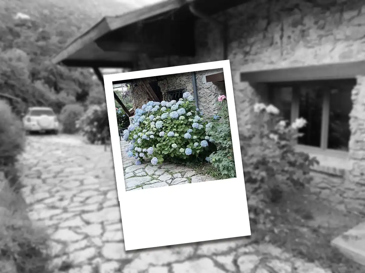 massif de fleurs dans le jardin extérieur