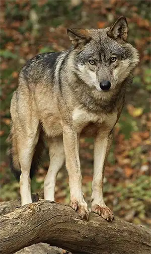 loup du Parc Alpha à saint Martin de Vésubie