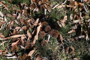 vue extérieure du gîte de la Brasca