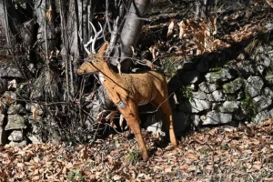 vue extérieure du gîte de la Brasca